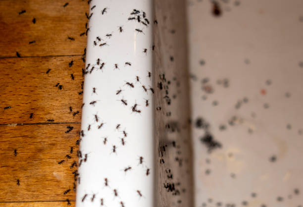 Best Affordable Pest Control Services  in Milan, NM