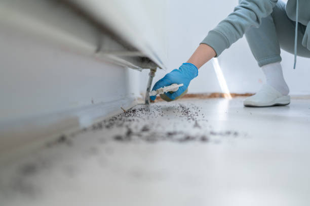 Best Termite Control Services  in Milan, NM